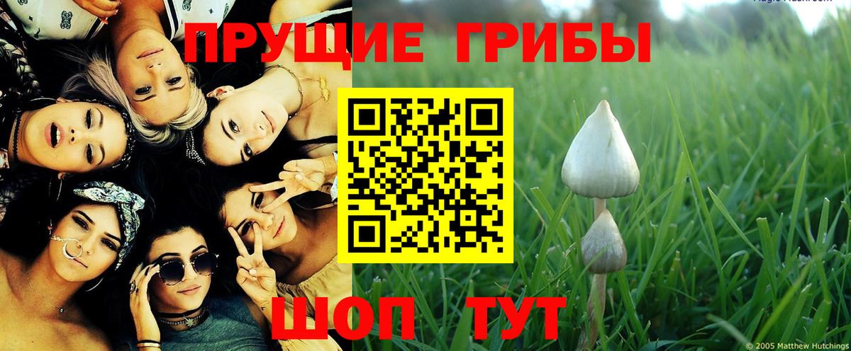 Галлюциногенные грибы Psilocybine cubensis Людиново